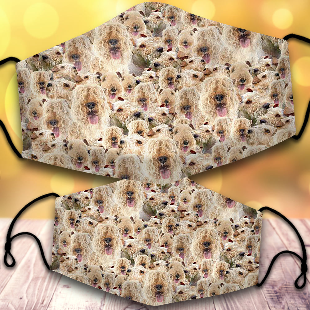 Lakeland Terrier-Full Veil