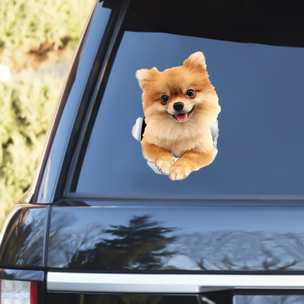 Pomeranian Out Of The Window Decal