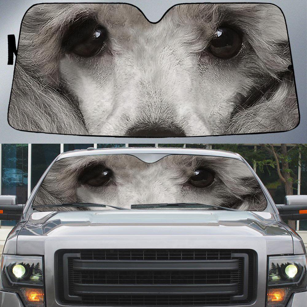 Poodle's Eyes-Beautiful Dog Eyes Car Sun Shade Cover Auto Windshield