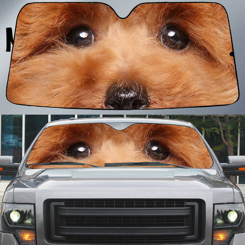 Toy Poodle's Eyes-Beautiful Dog Eyes Car Sun Shade Cover Auto Windshield