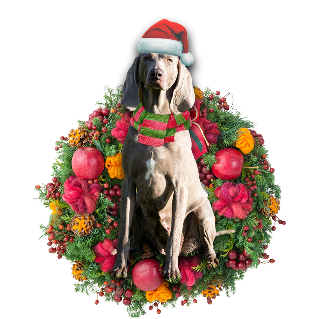 Weimaraner Christmas Ornament