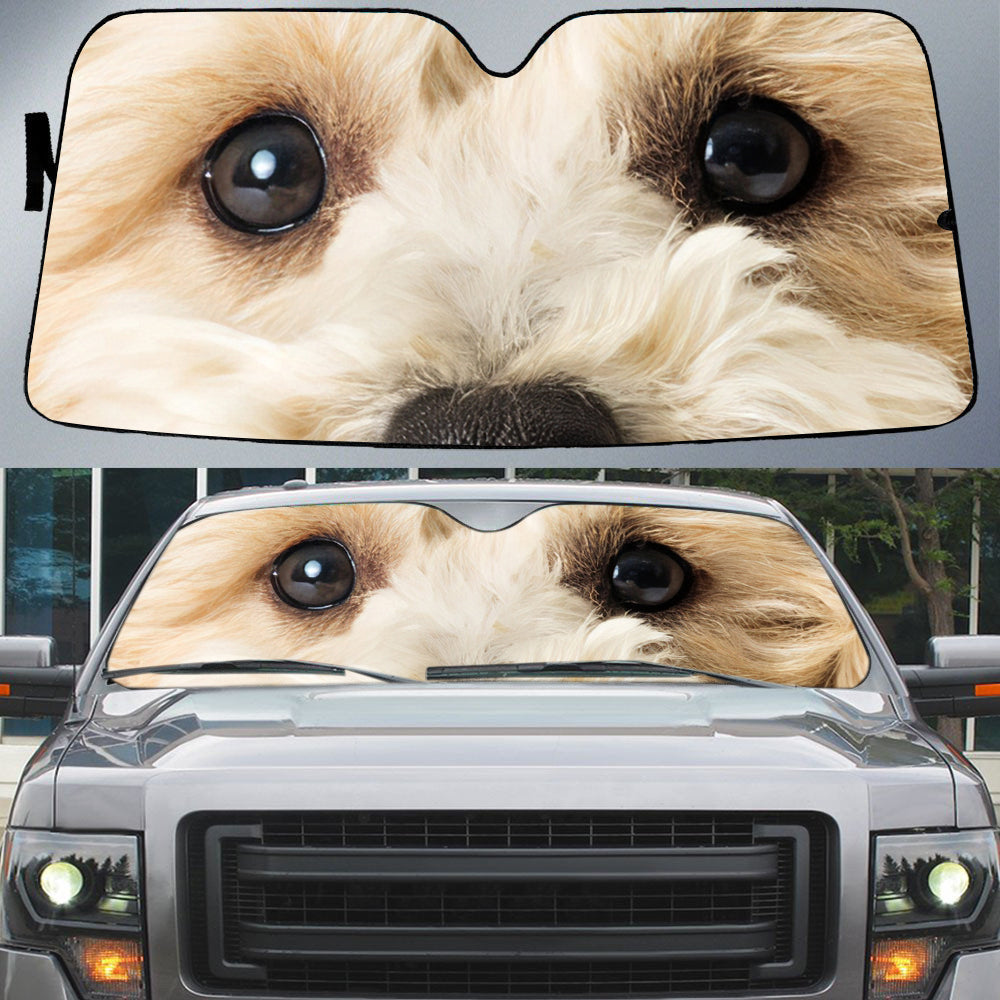 White Mixed Breed Poodle's Eyes-Beautiful Dog Eyes Car Sun Shade Cover Auto Windshield