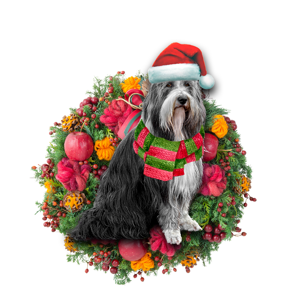 Bearded Collie Christmas Ornament