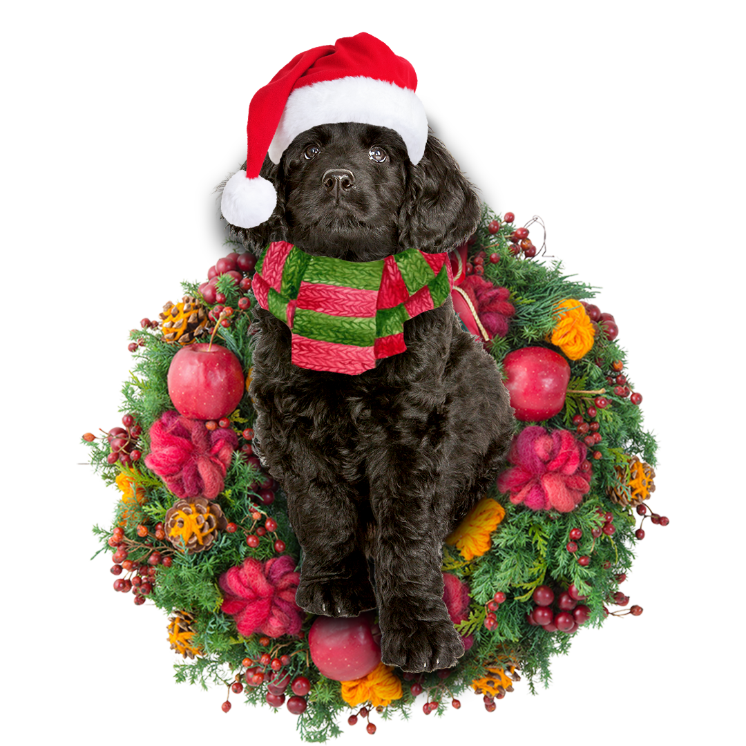 Black Labradoodle Christmas Ornament