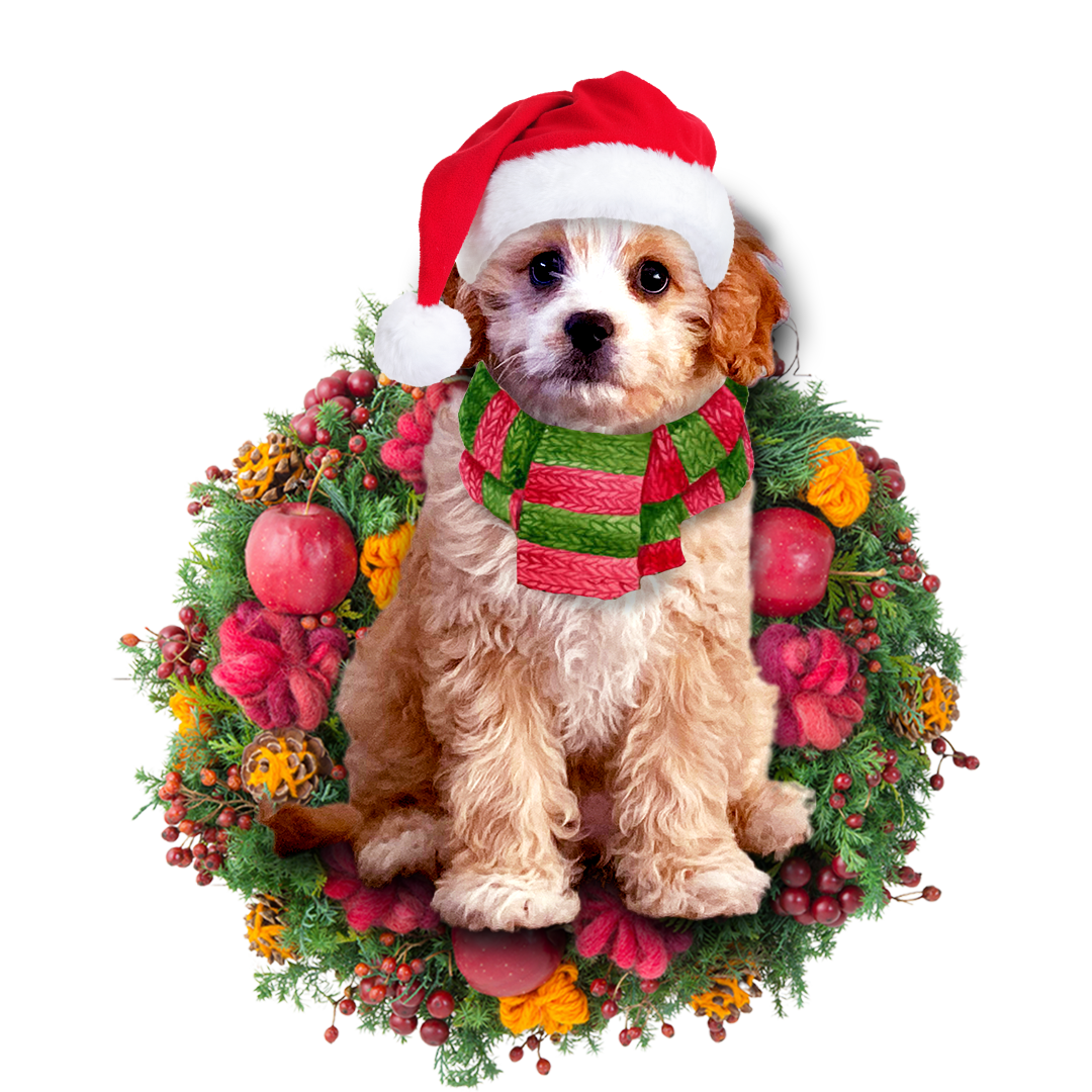 Cavoodle Christmas Ornament