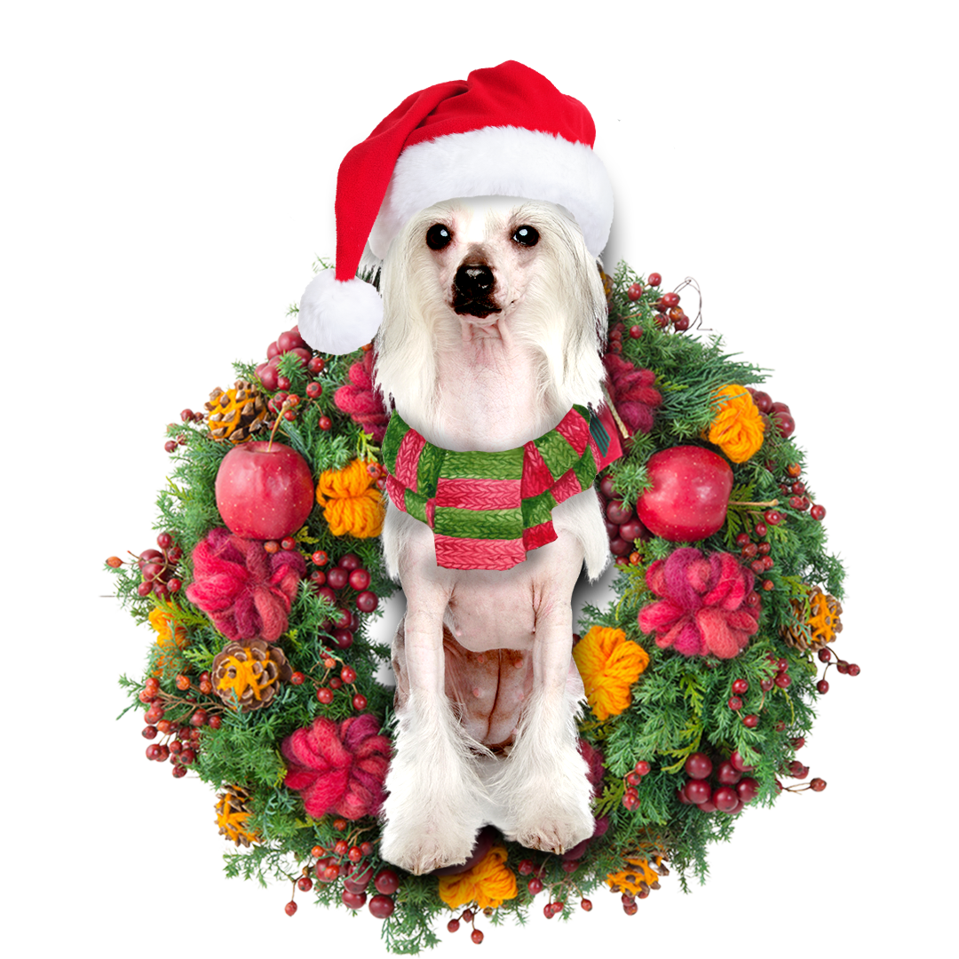 Chinese Crested Christmas Ornament